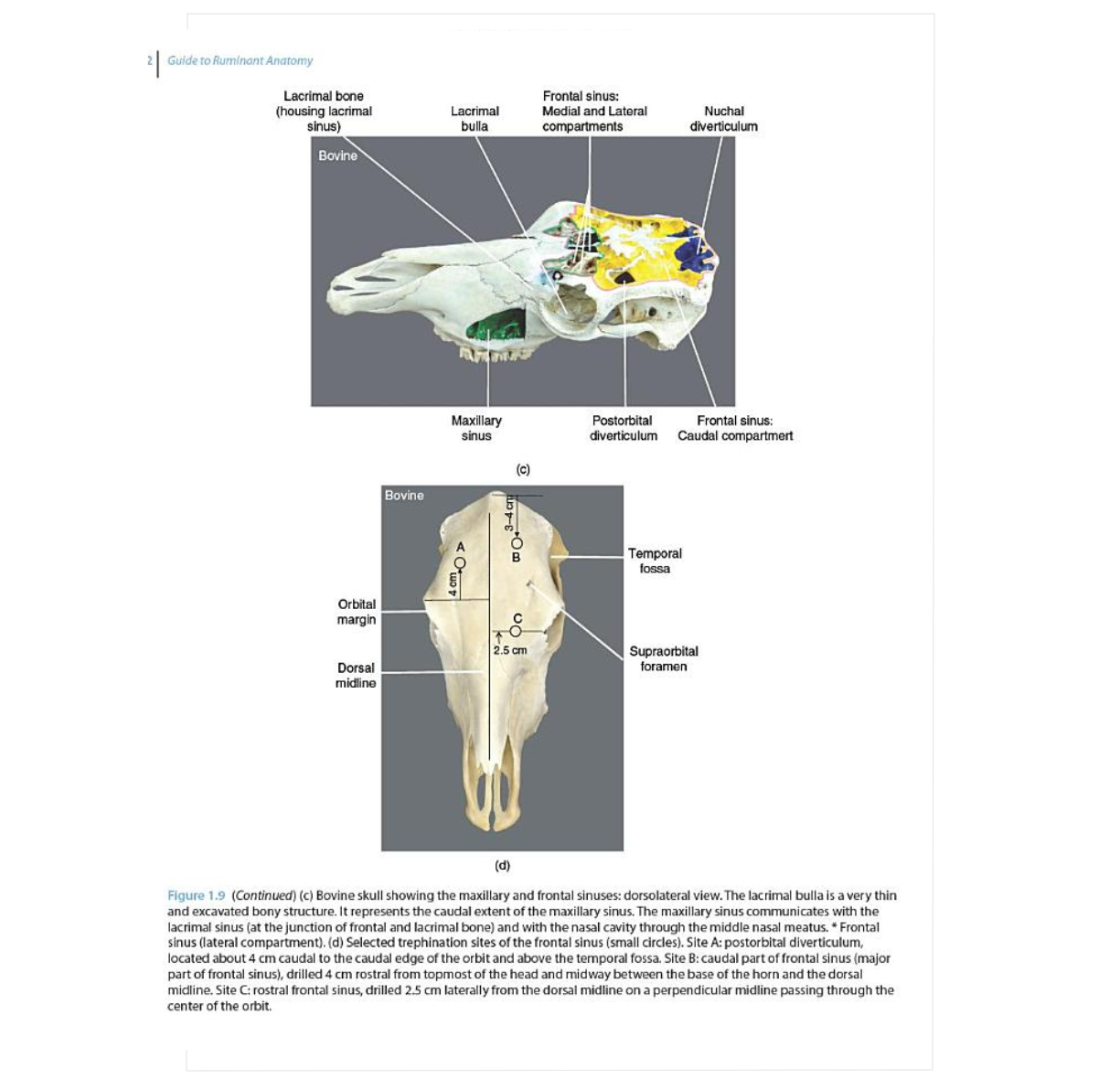 Guide to Ruminant Anatomy: Dissection and Clinical Aspects, 2nd Editio ...