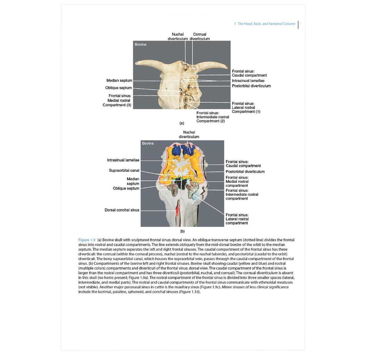 Guide to Ruminant Anatomy: Dissection and Clinical Aspects, 2nd Edition