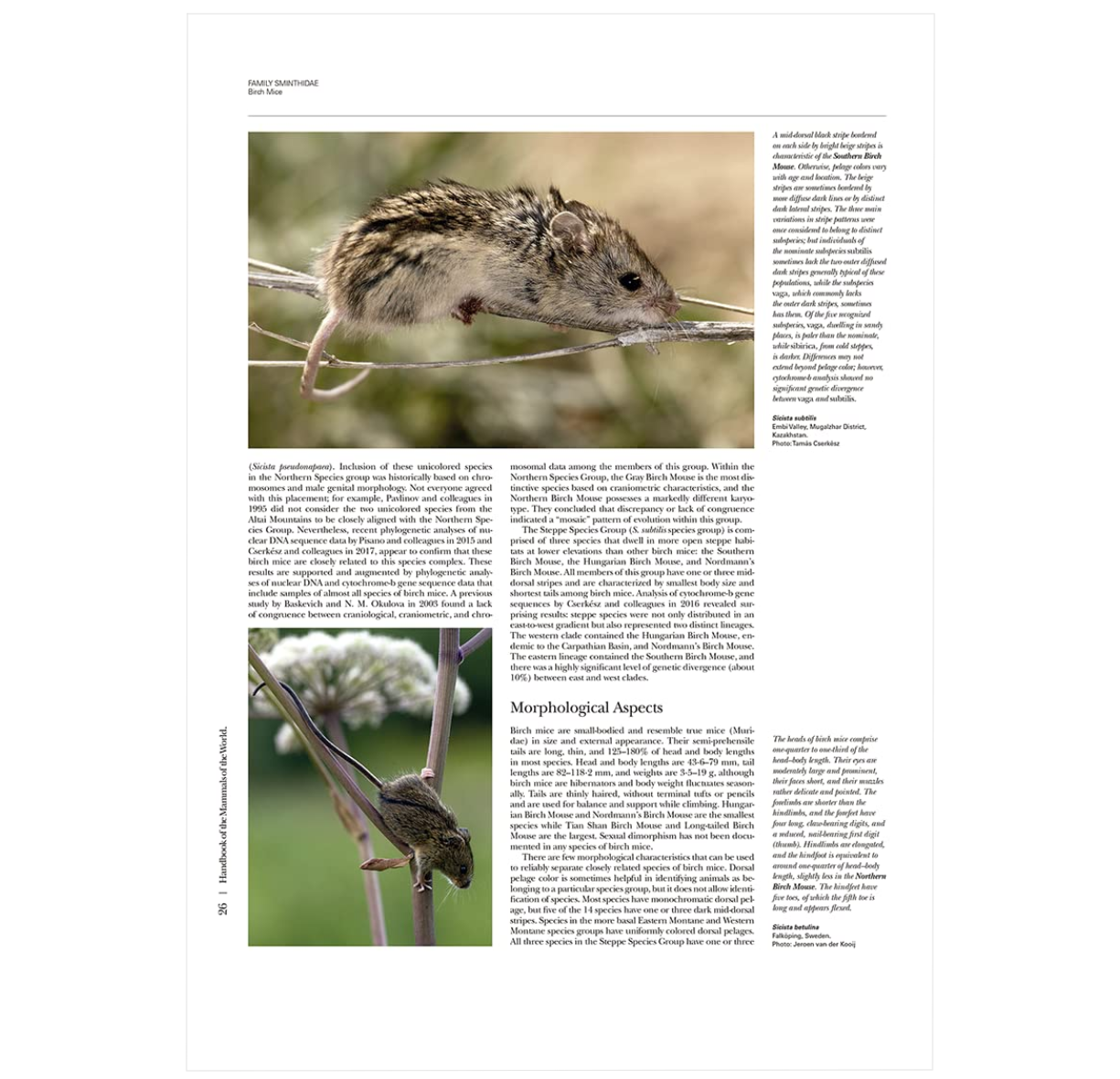 Handbook of the Mammals of the World. Vol.7: Rodents II