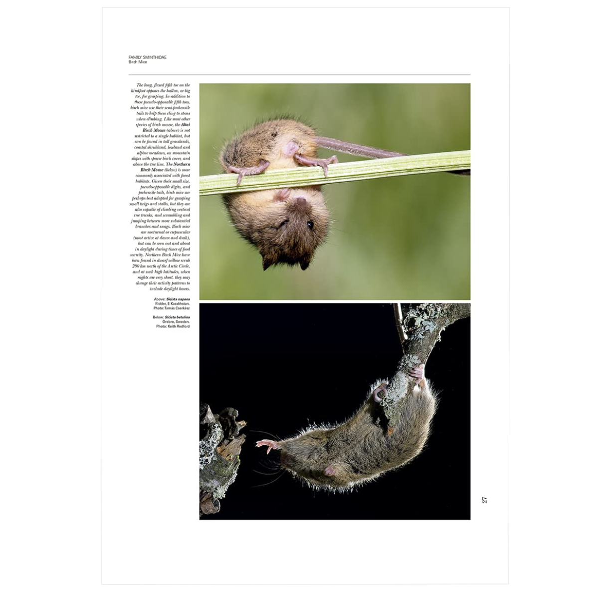 Handbook of the Mammals of the World. Vol.7: Rodents II