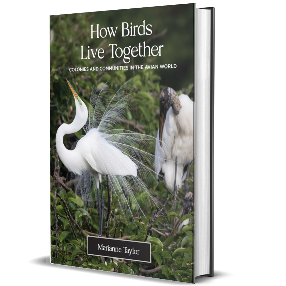 How Birds Live Together: Colonies and Communities in the Avian World