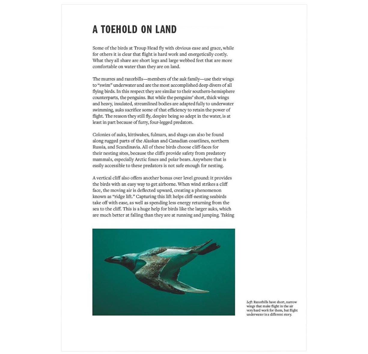 How Birds Live Together: Colonies and Communities in the Avian World