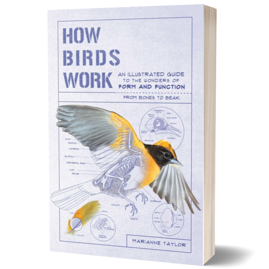 How Birds Work: An Illustrated Guide to the Wonders of Form and Function—from Bones to Beak