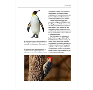 How Birds Work: An Illustrated Guide to the Wonders of Form and Function—from Bones to Beak