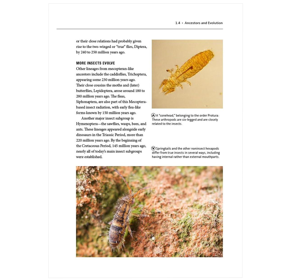 How Insects Work: An Illustrated Guide to the Wonders of Form and Function—from Antennae to Wings (How Nature Works)