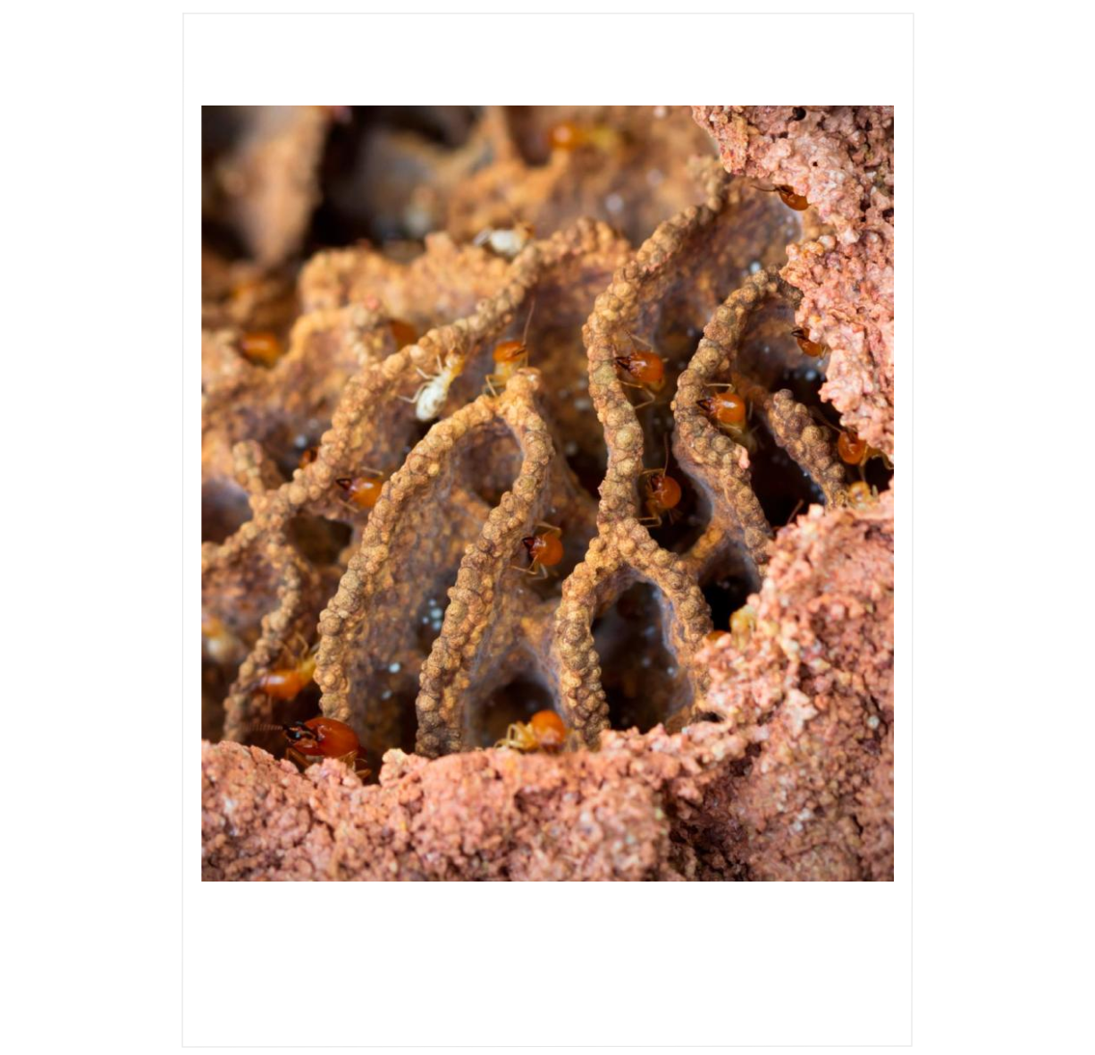 Insect Architecture: How Insects Build, Engineer, and Shape Their World