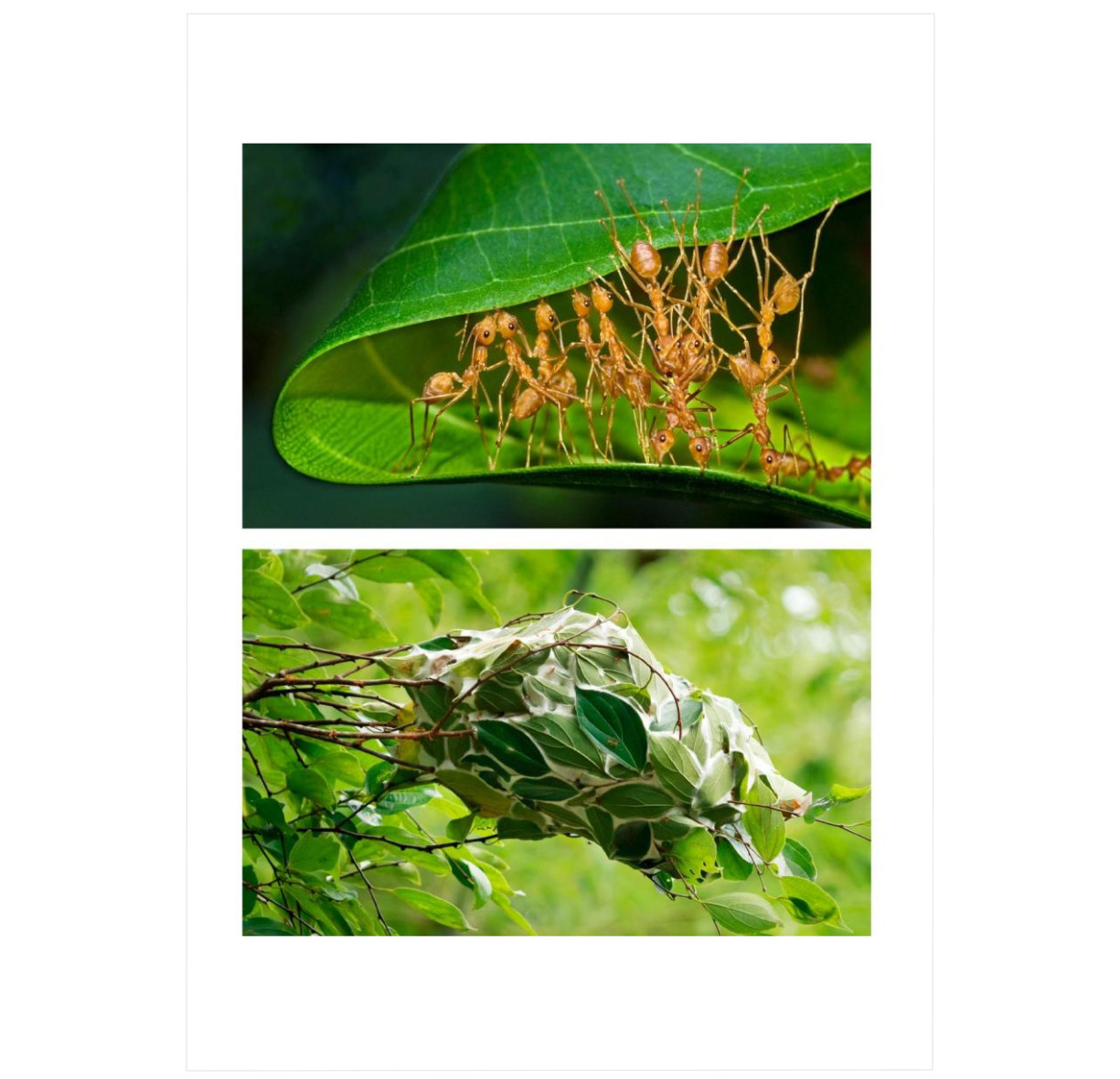 Insect Architecture: How Insects Build, Engineer, and Shape Their World