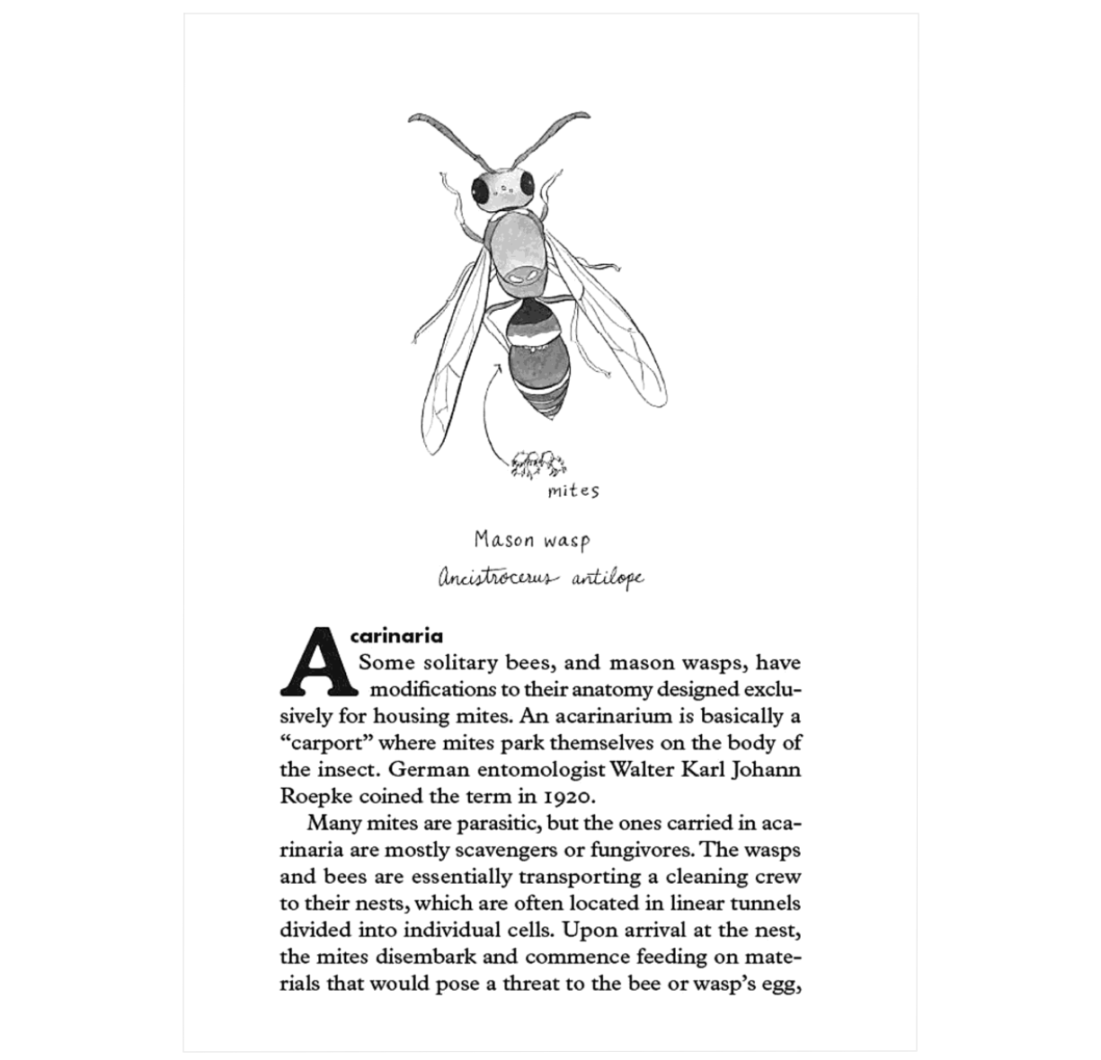 Insectpedia: A Brief Compendium of Insect Lore 