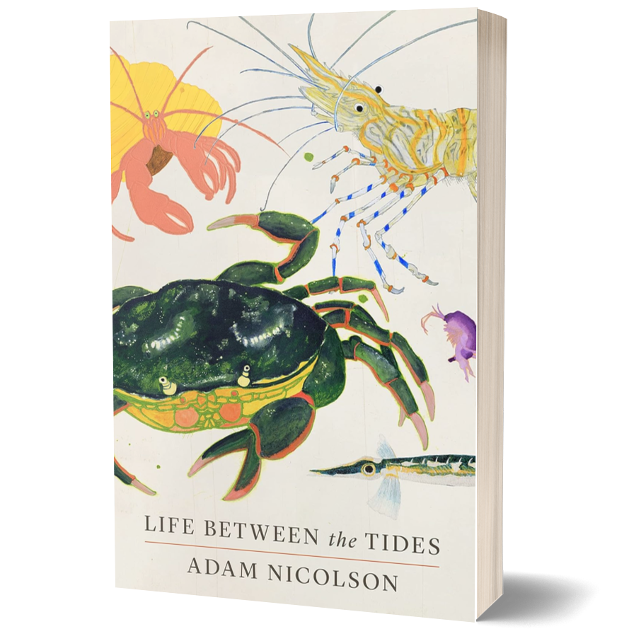 Life Between the Tides ²⁵