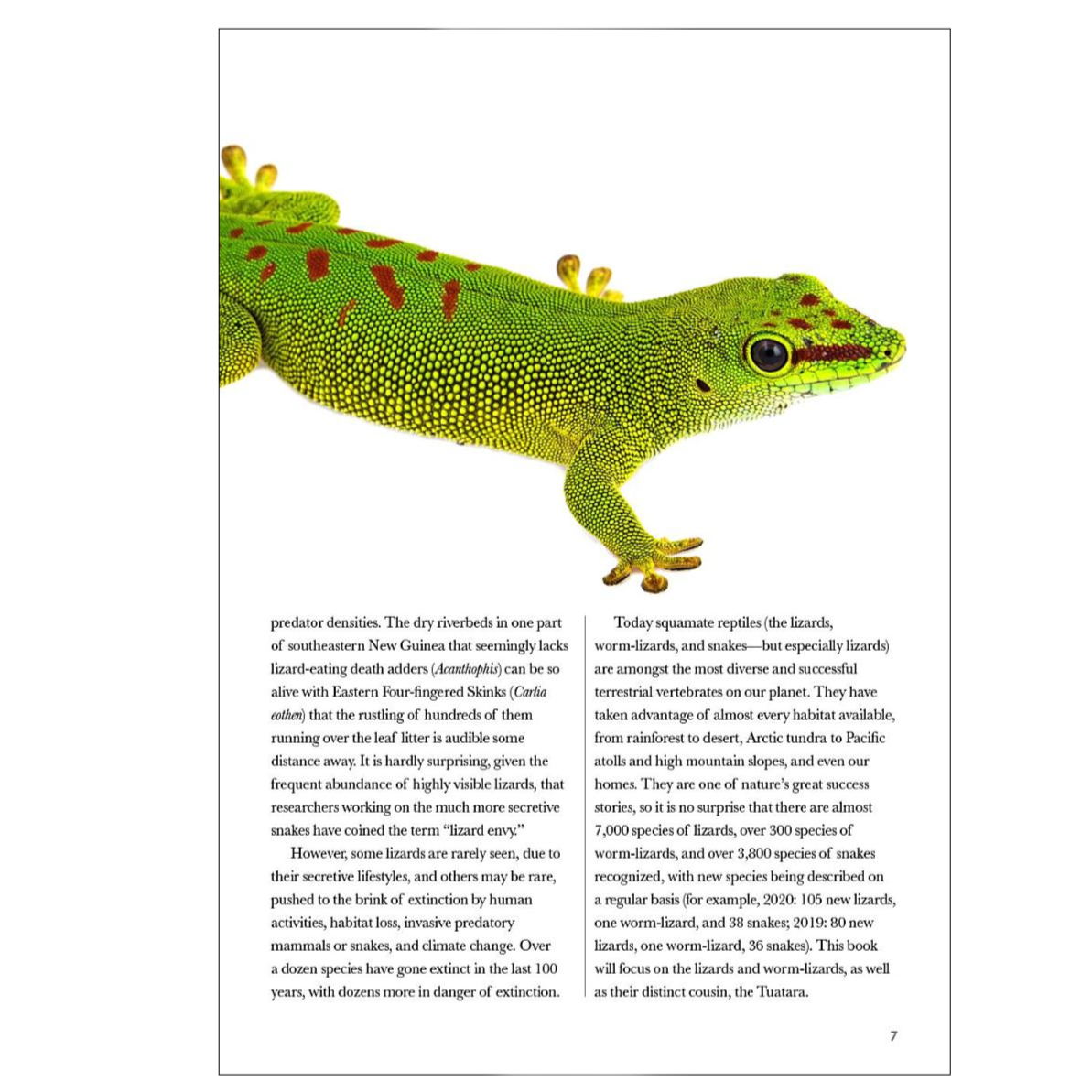 Lizards of the World | A Guide to Every Family