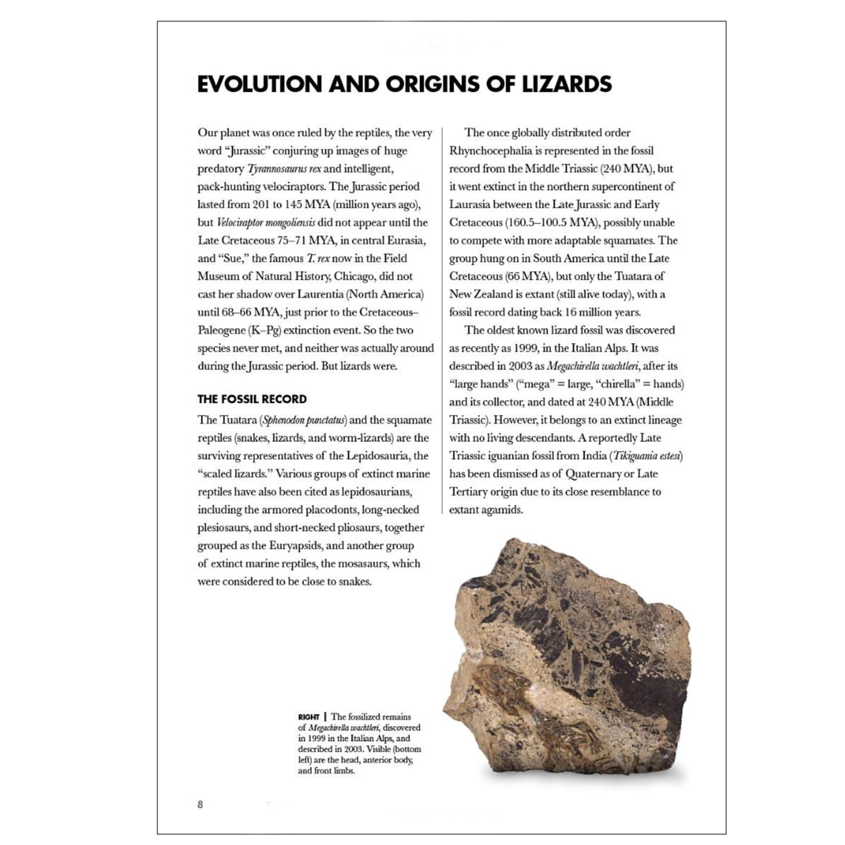 Lizard Pdf Guide Lizards of the World: A Guide to Every Family ²⁶ - BIOWEB Brasil