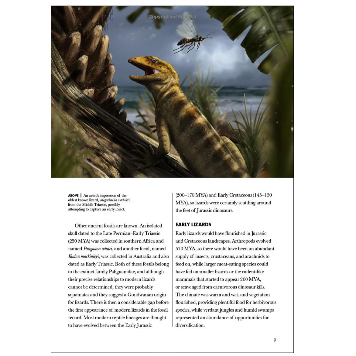 Lizards of the World | A Guide to Every Family