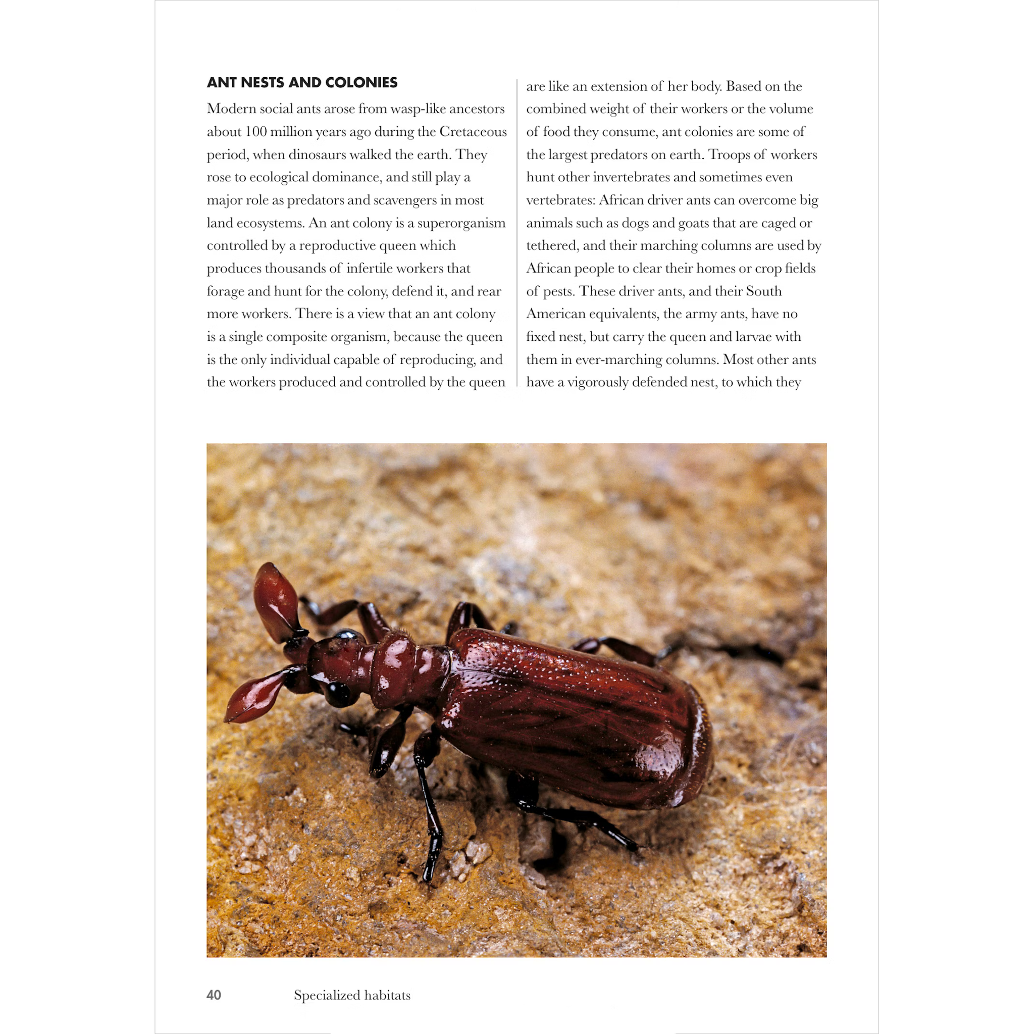 Lizards of the World | A Guide to Every Family