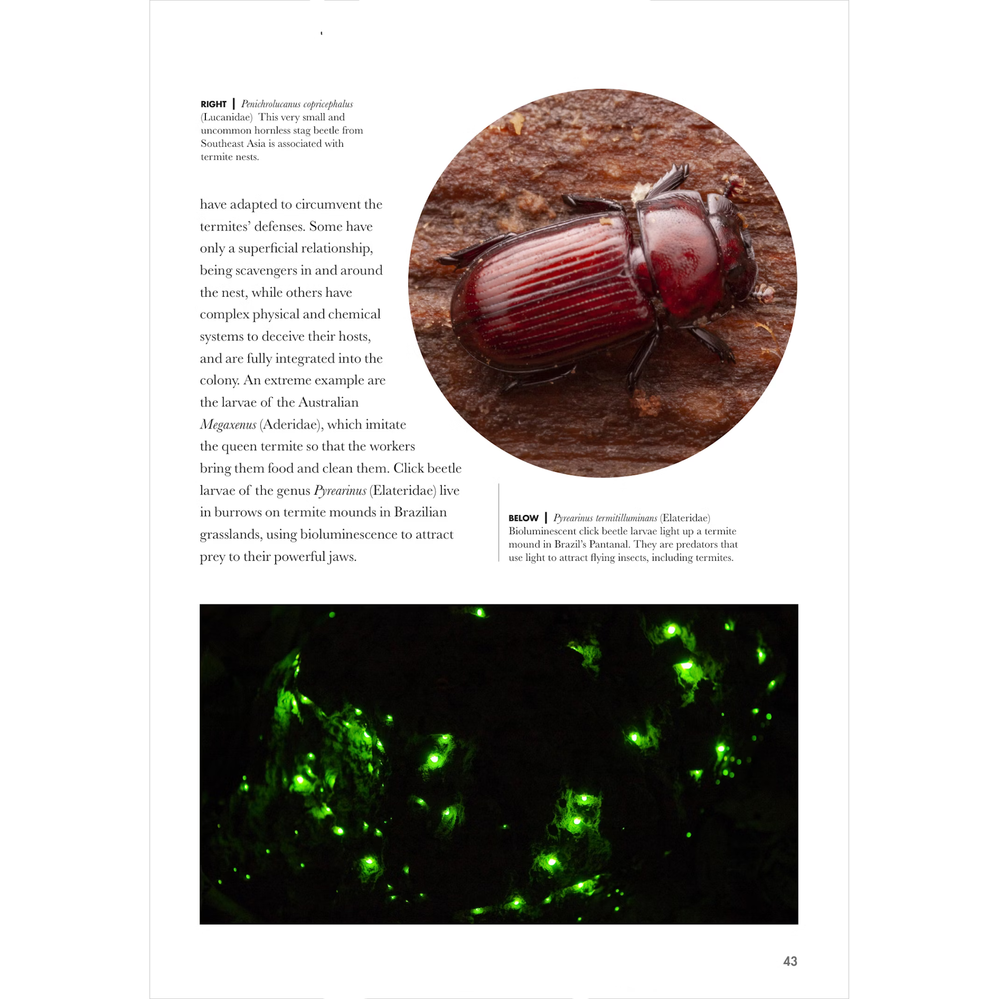 Lizards of the World | A Guide to Every Family