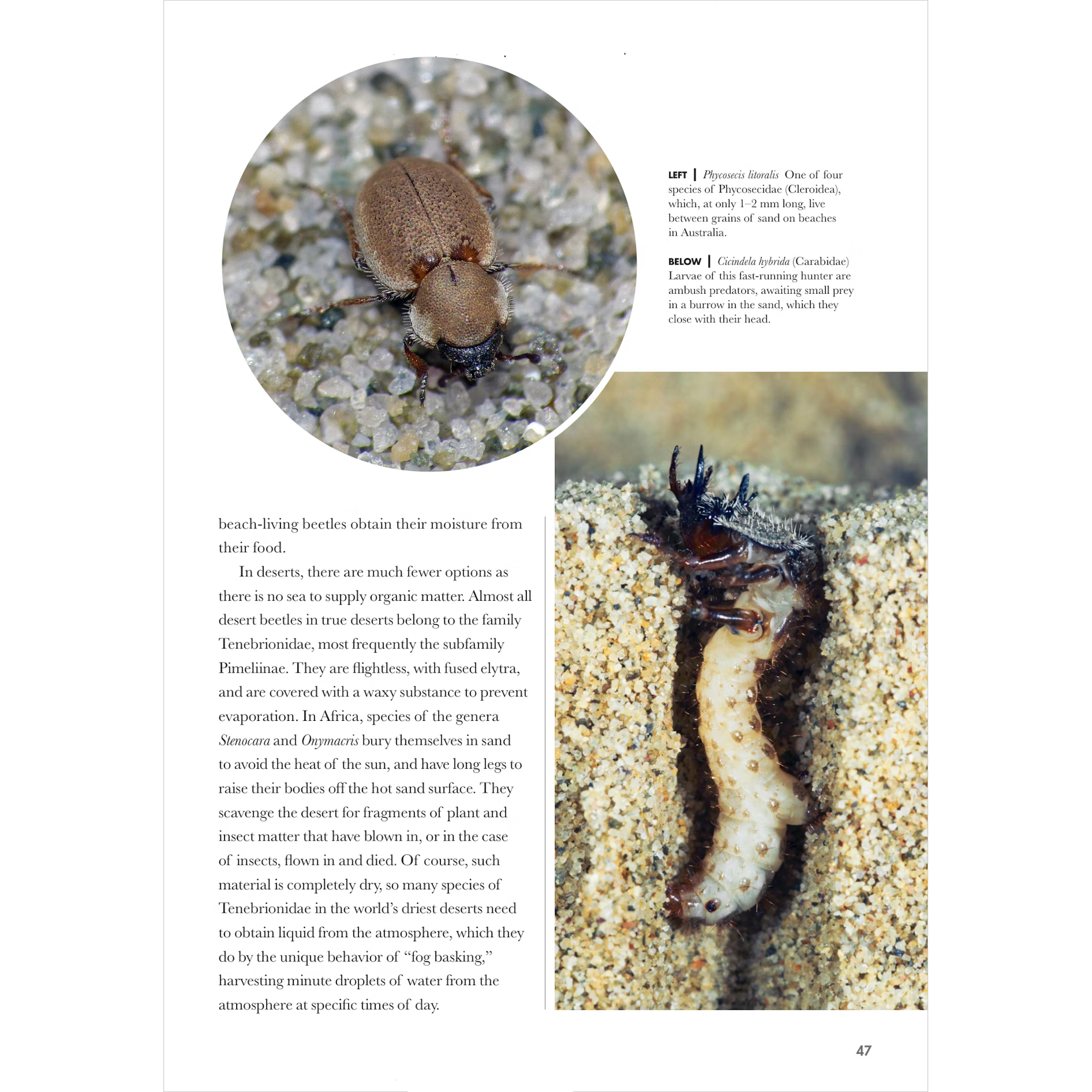 Lizards of the World | A Guide to Every Family