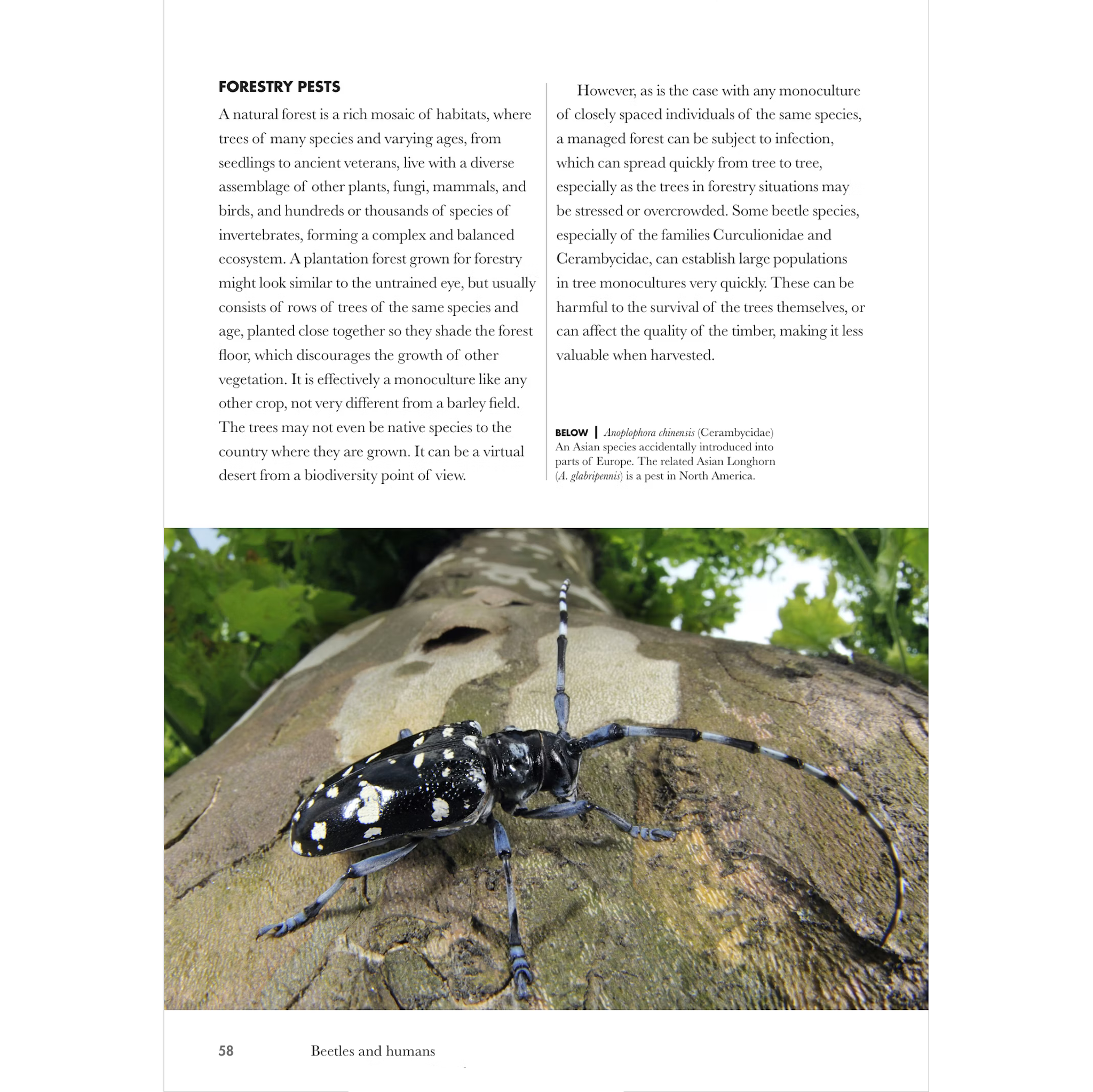 Lizards of the World | A Guide to Every Family