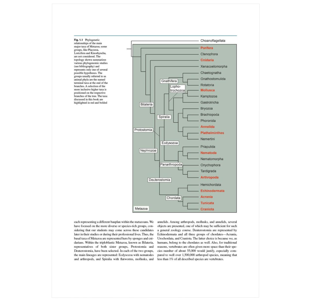 Metazoa – Morphology and Evolution of Animals: A Practical Guide to the Dissection and Comparative Study of Animals ²⁵