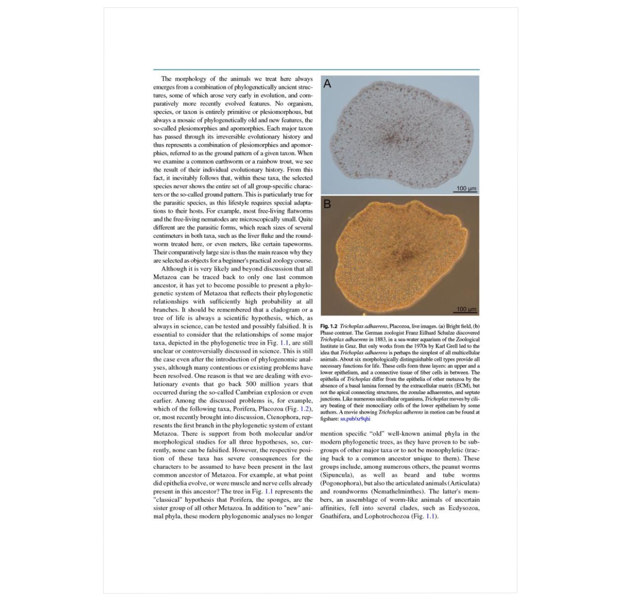 Metazoa – Morphology and Evolution of Animals: A Practical Guide to the Dissection and Comparative Study of Animals ²⁵