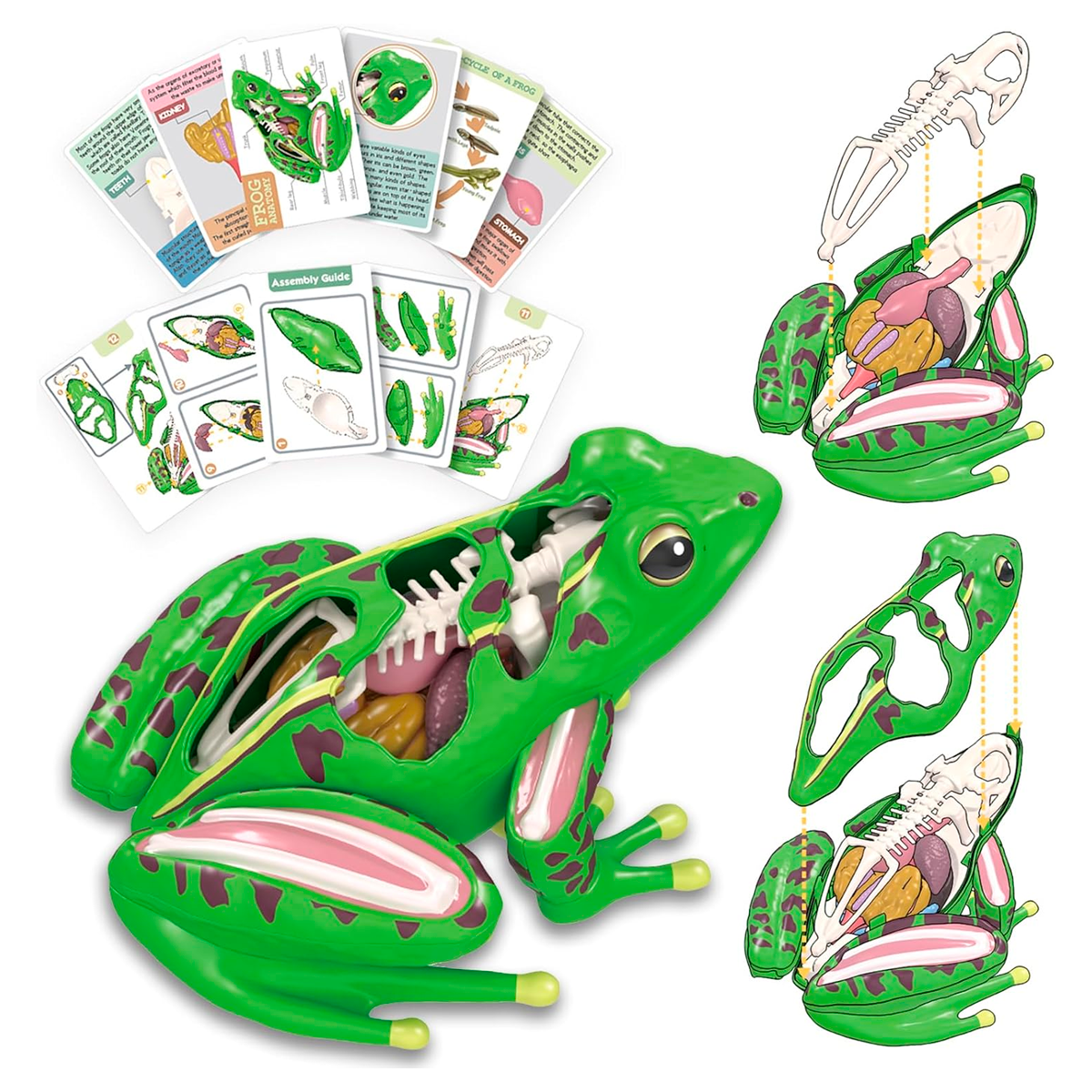 Modelo Anatômico 4D de Rã – Brinquedo Montessori com Órgãos Removíveis para Ensino de Biologia e Educação STEM (+6)