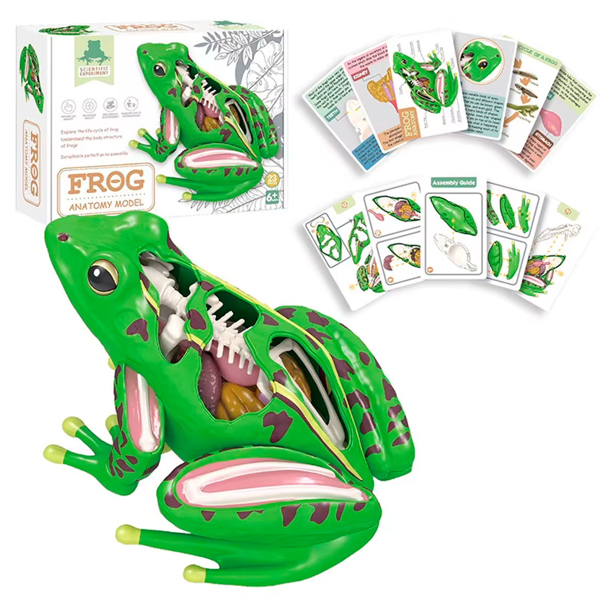 Modelo Anatômico 4D de Rã – Brinquedo Montessori com Órgãos Removíveis para Ensino de Biologia e Educação STEM (+6)