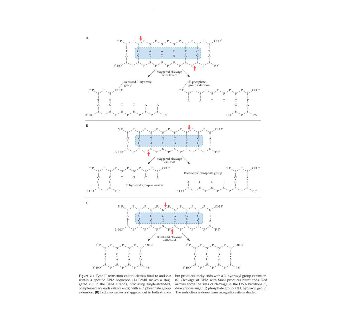 Molecular Biotechnology: Principles and Applications of Recombinant DNA, 6th Edition
