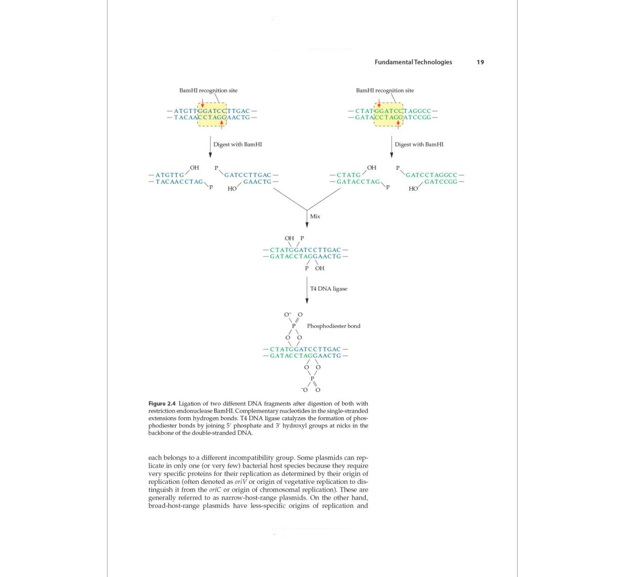 Molecular Biotechnology: Principles and Applications of Recombinant DNA, 6th Edition