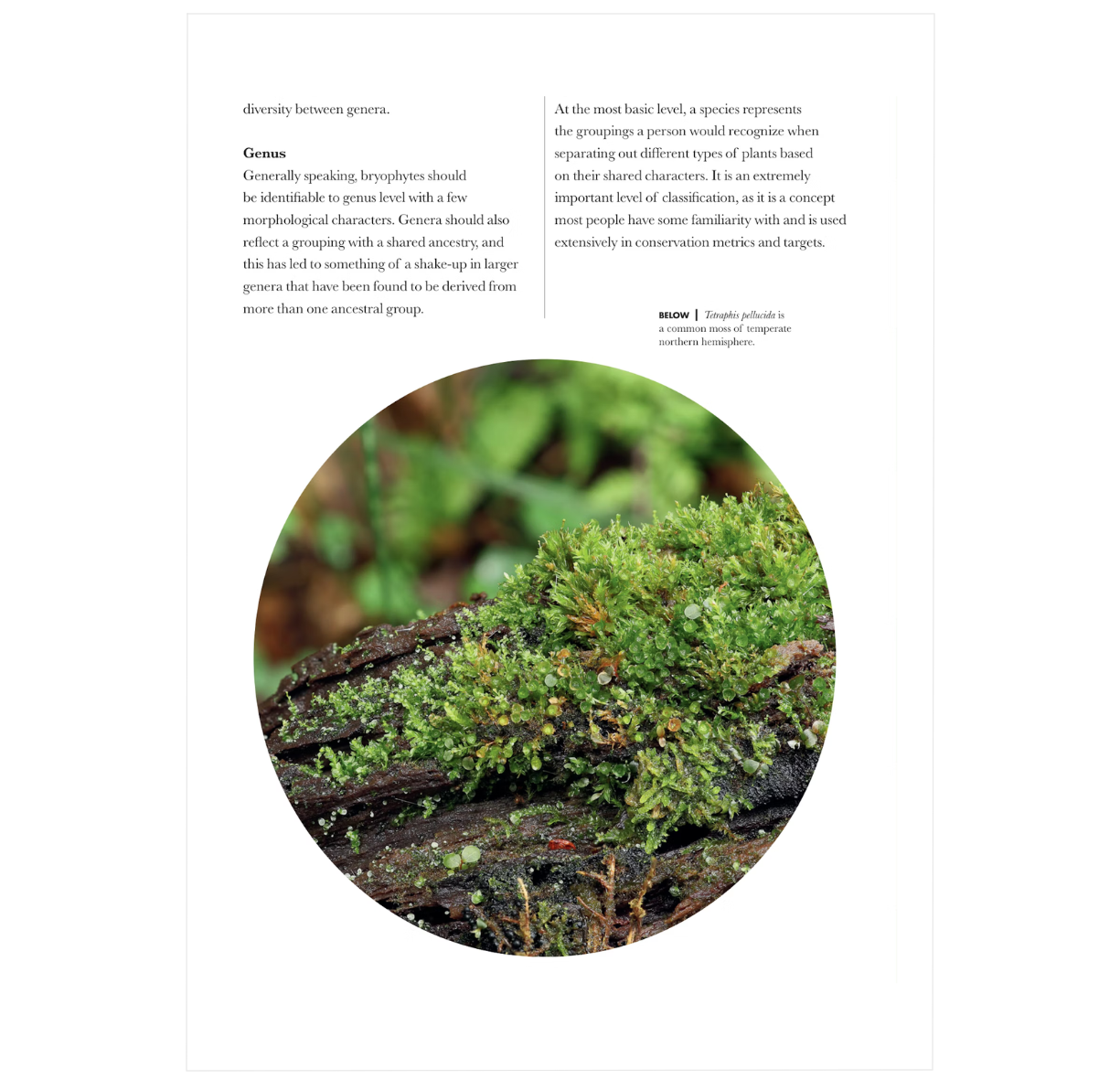 Mosses, Liverworts, and Hornworts of the World: A Guide to Every Order (A Guide to Every Family)