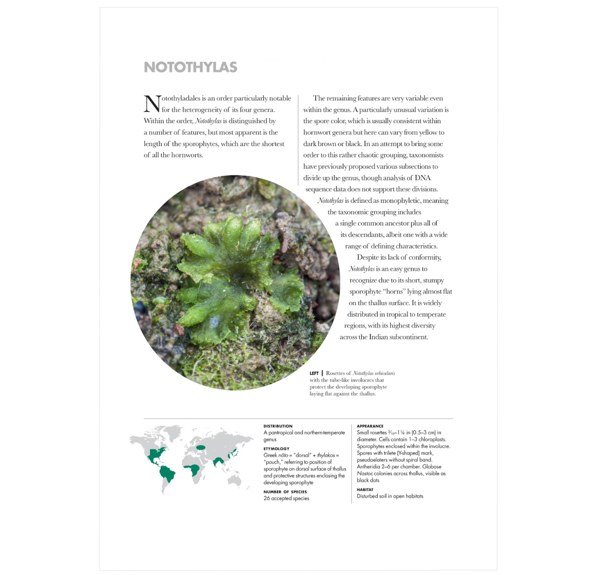 Mosses, Liverworts, and Hornworts of the World: A Guide to Every Order (A Guide to Every Family)