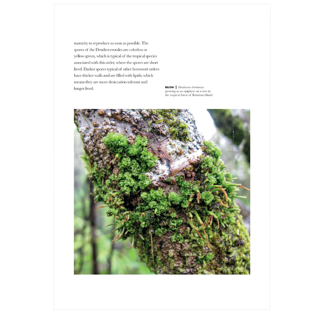 Mosses, Liverworts, and Hornworts of the World: A Guide to Every Order (A Guide to Every Family)