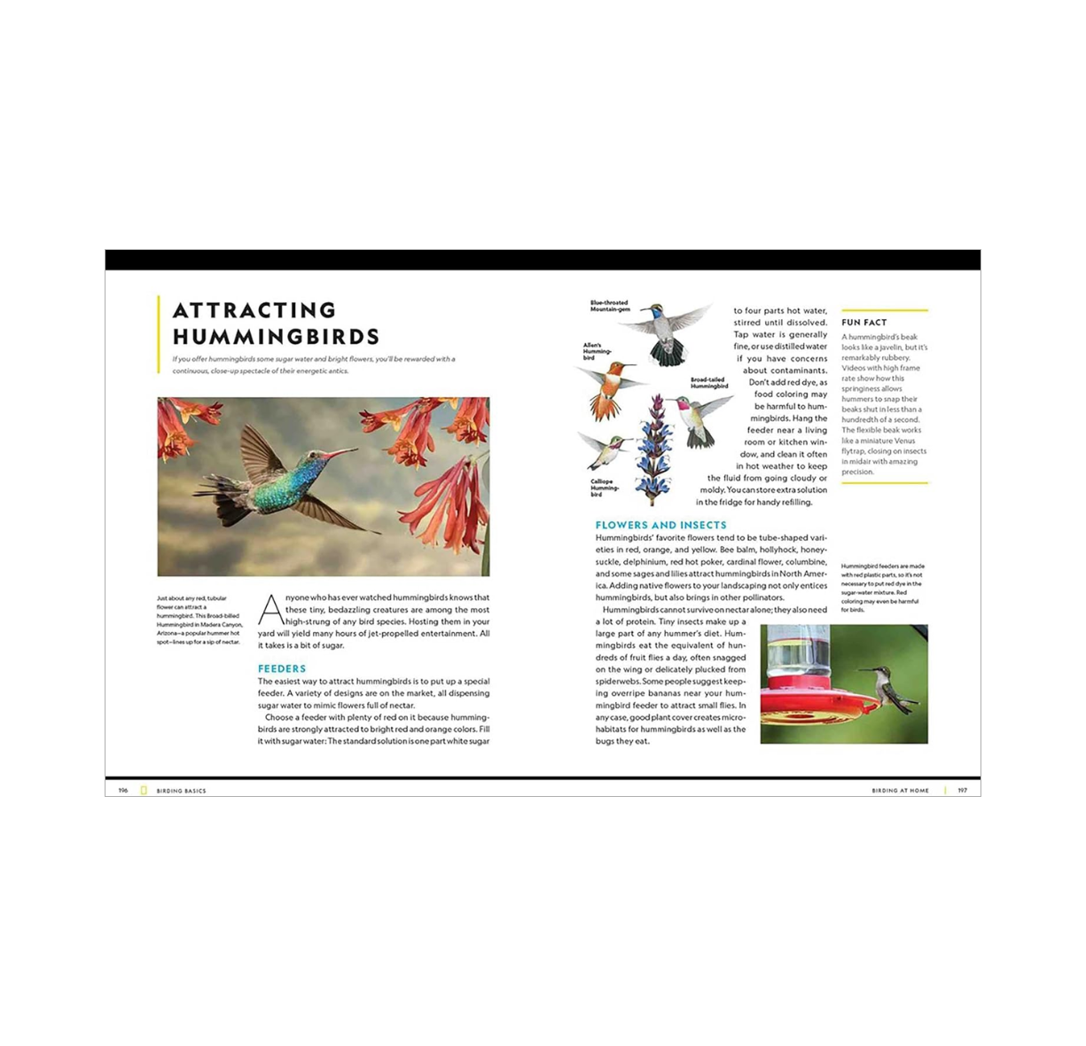 National Geographic Birding Basics: Tips, Tools, and Techniques for Great Bird-Watching