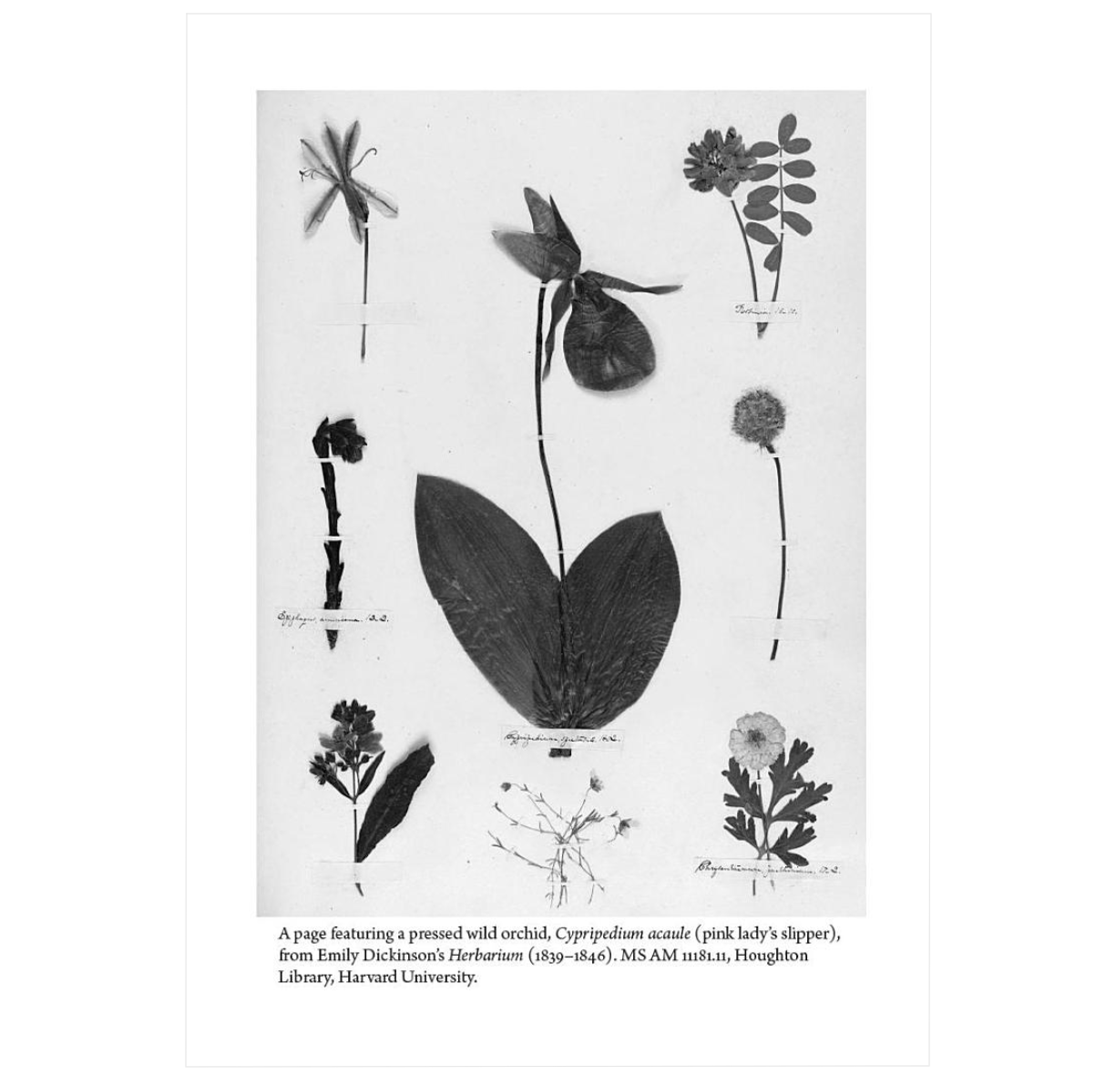 Natural Magic: Emily Dickinson, Charles Darwin, and the Dawn of Modern Science