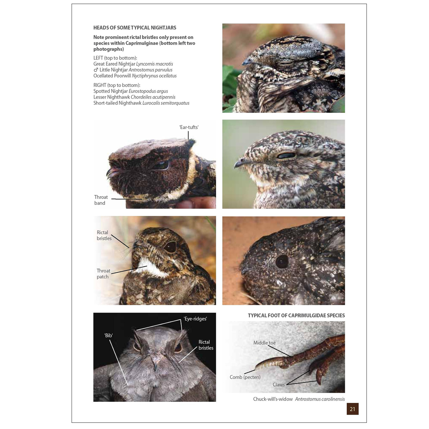 Nightjars, Potoos, Frogmouths, Oilbird, and Owlet-nightjars of the World