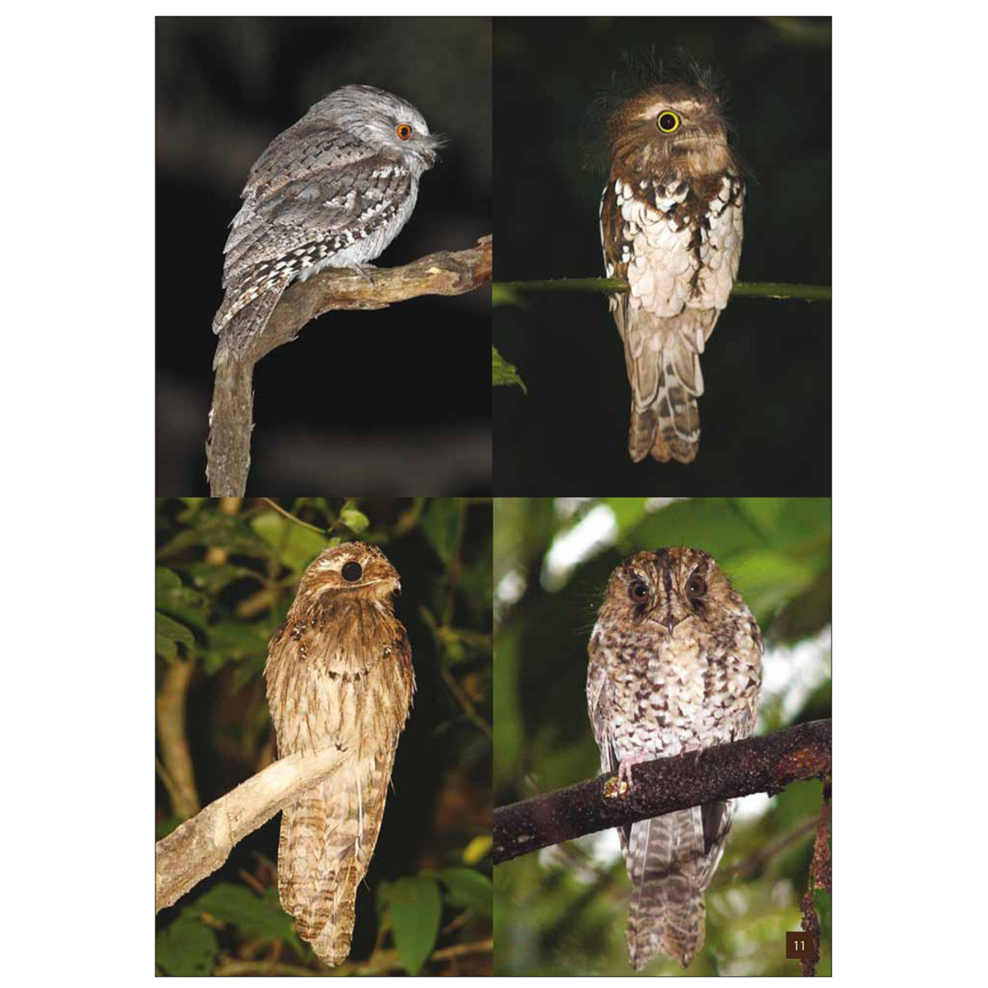 Nightjars, Potoos, Frogmouths, Oilbird, and Owlet-nightjars of the World