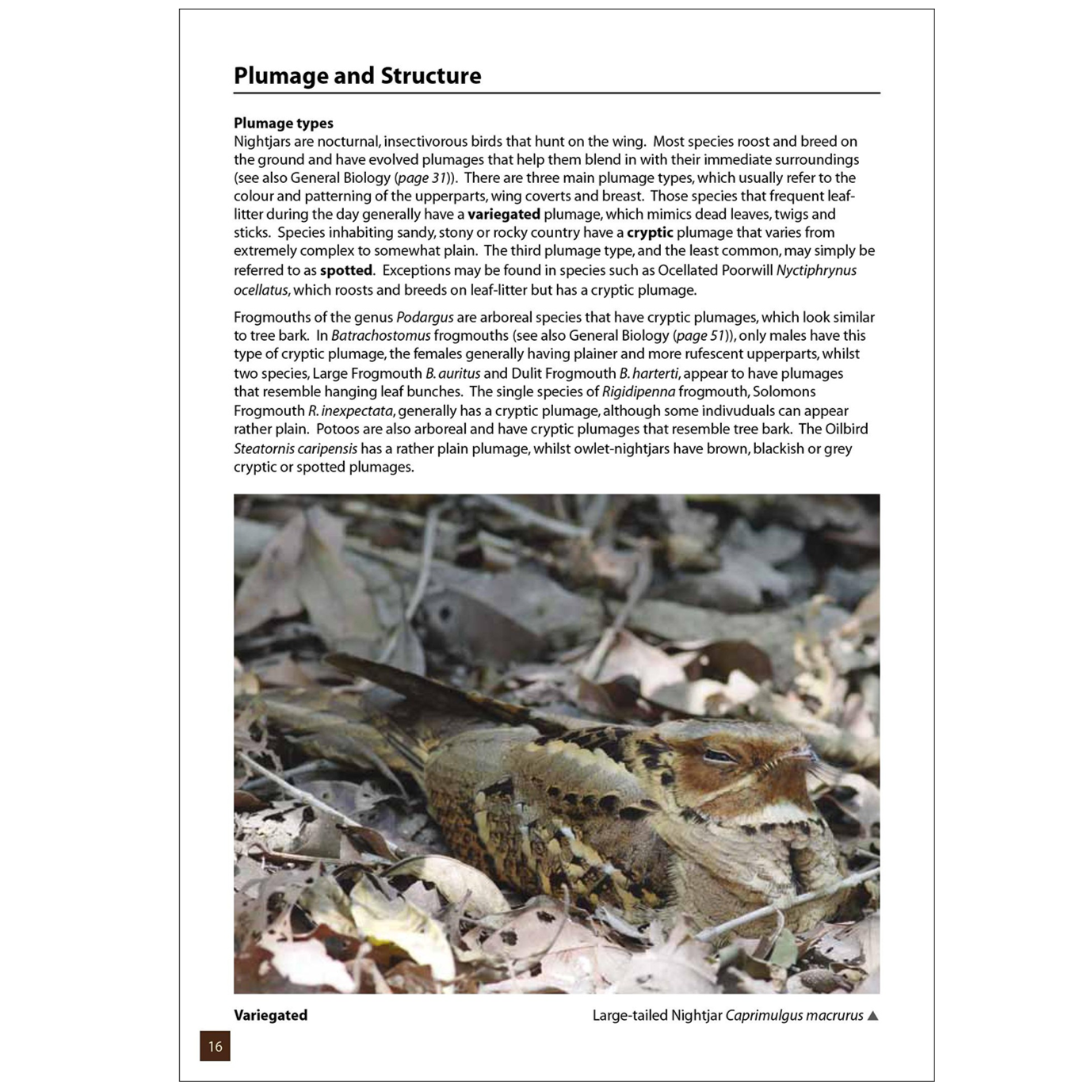 Nightjars, Potoos, Frogmouths, Oilbird, and Owlet-nightjars of the World