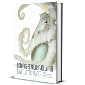 Octopus, Seahorse, Jellyfish