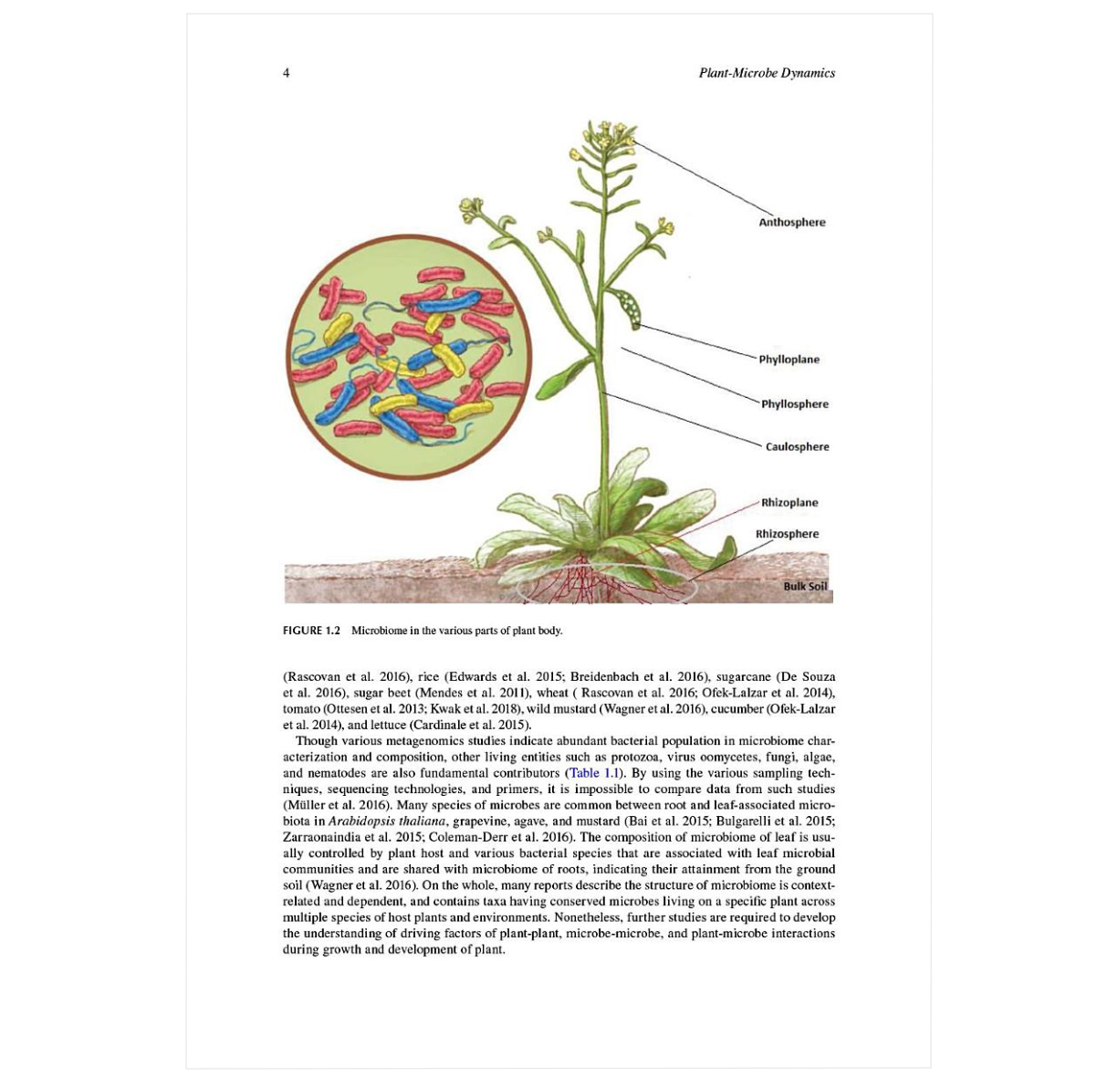 Plant-Microbe Dynamics: Recent Advances for Sustainable Agriculture