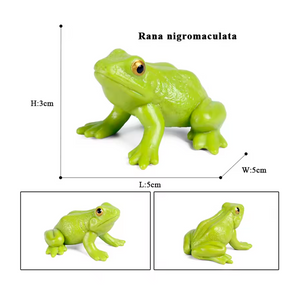 Modelo de Simulação de Rã, Ciclo de Crescimento (+3)