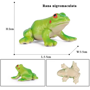 Modelo de Simulação de Rã, Ciclo de Crescimento (+3)