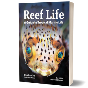 Reef Life: A Guide to Tropical Marine Life