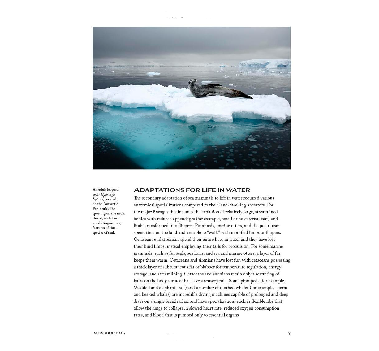 Sea Mammals The Past and Present Lives of Our Oceans’ Cornerstone Species