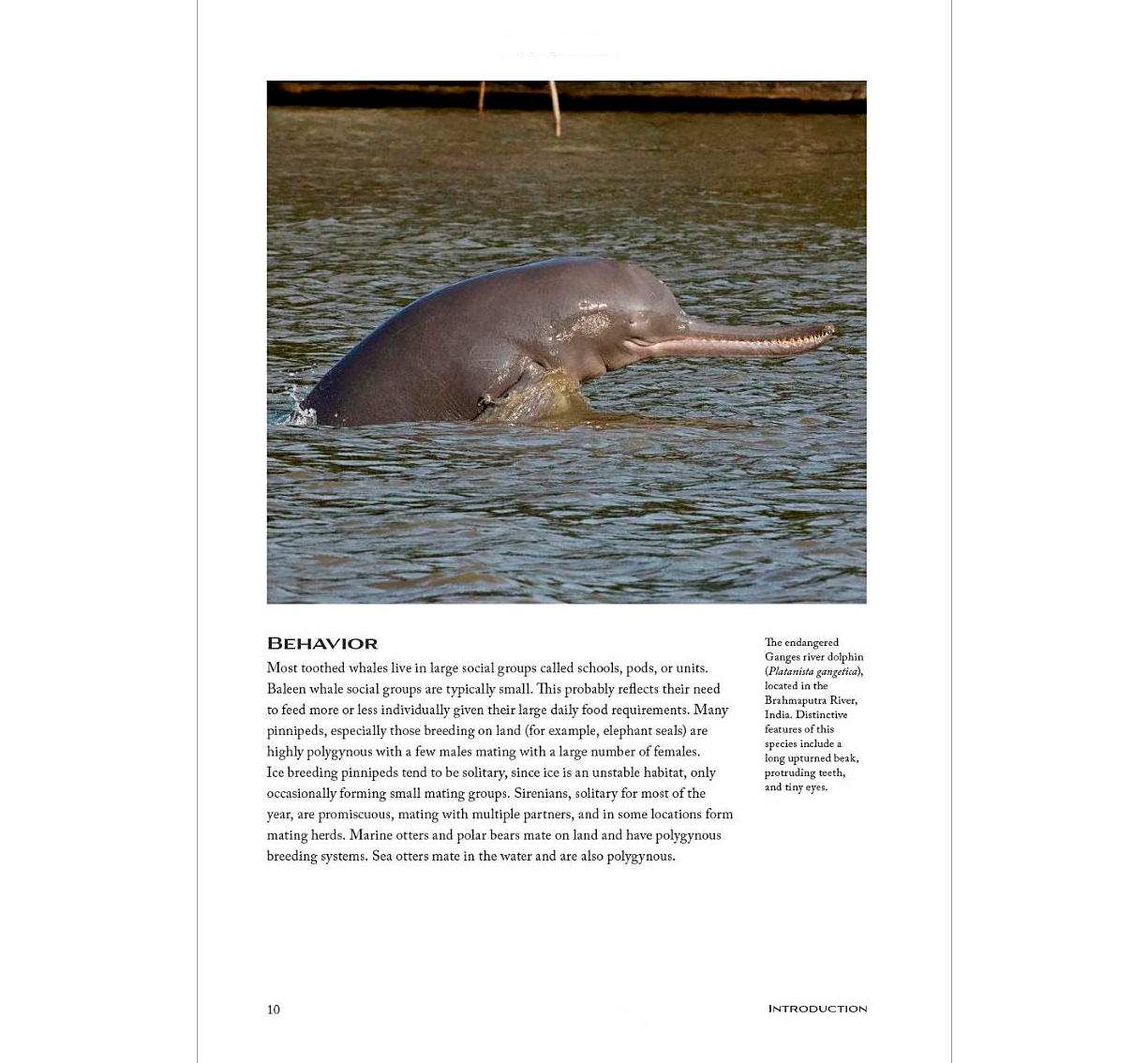 Sea Mammals The Past and Present Lives of Our Oceans’ Cornerstone Species