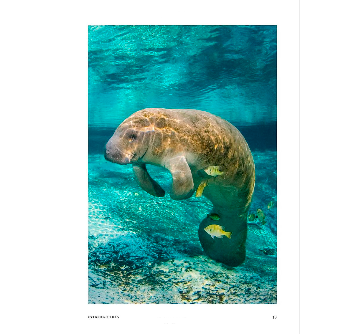 Sea Mammals The Past and Present Lives of Our Oceans’ Cornerstone Species