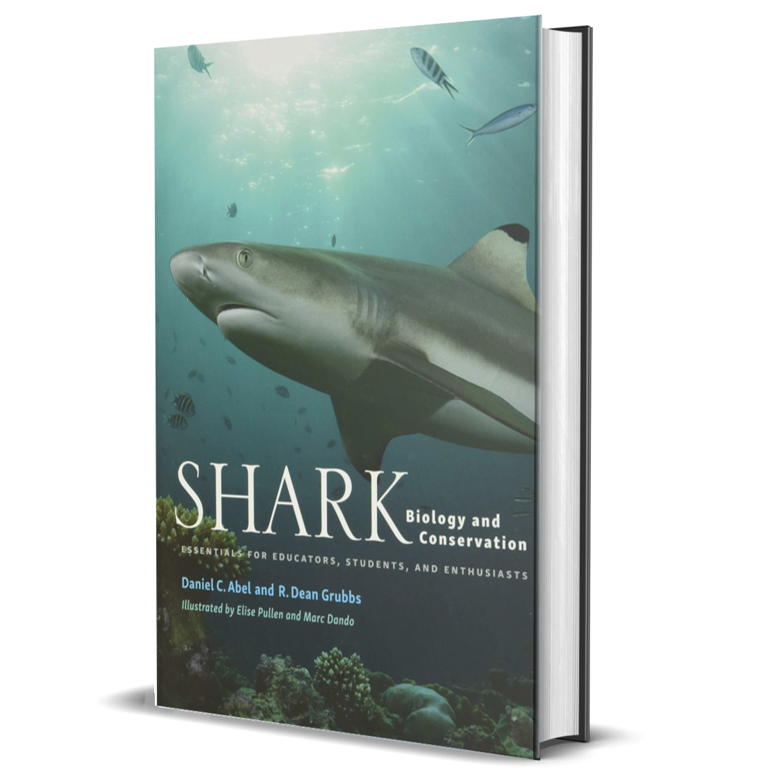 Shark Biology and Conservation: Essentials for Educators, Students, and Enthusiasts