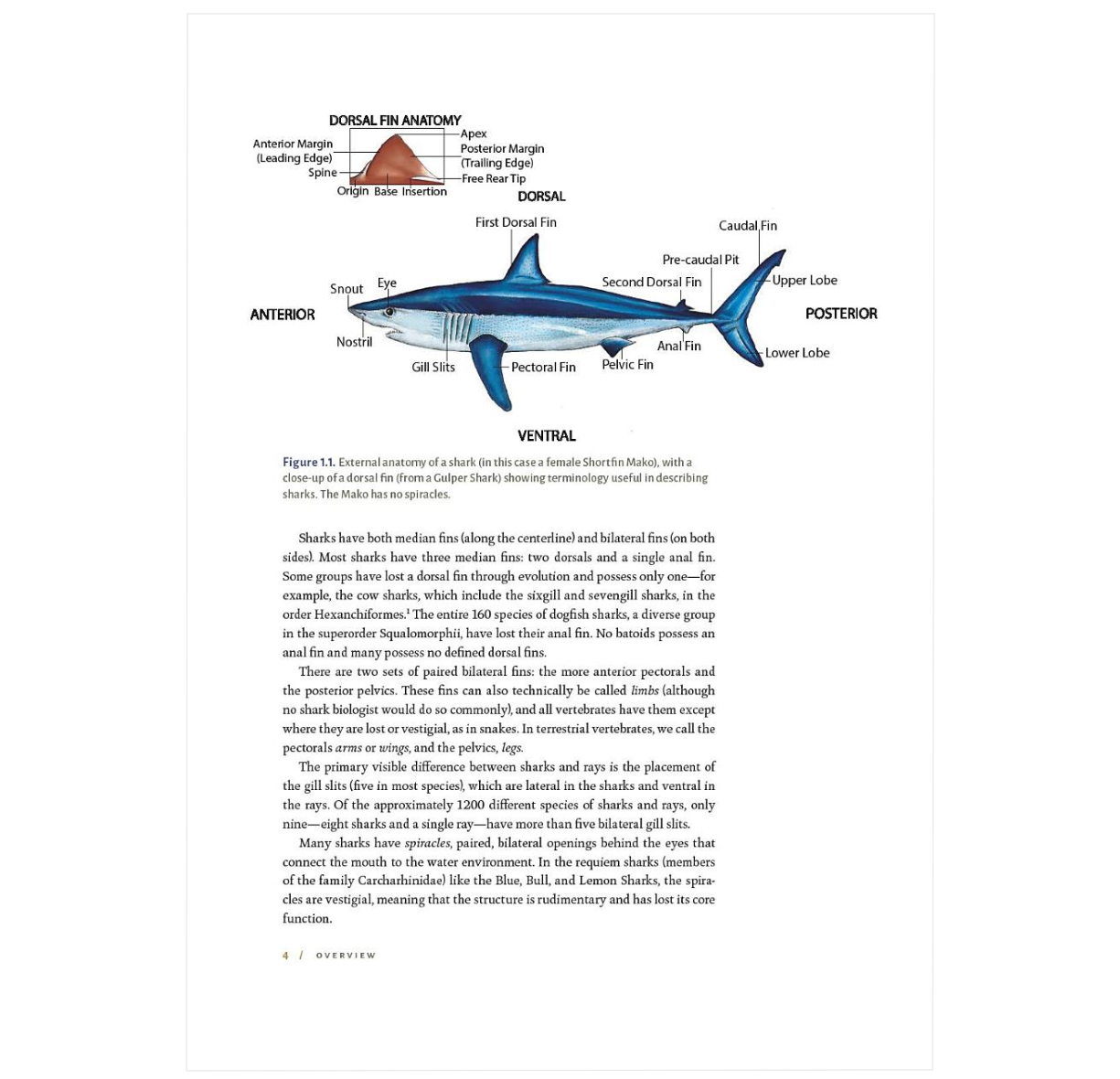 Shark Biology and Conservation: Essentials for Educators, Students, and Enthusiasts