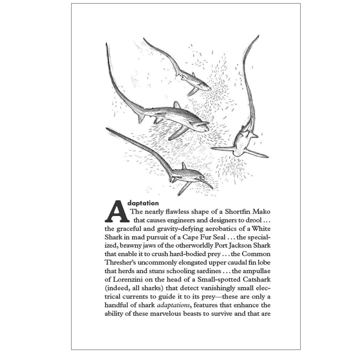 Sharkpedia A Brief Compendium of Shark Lore