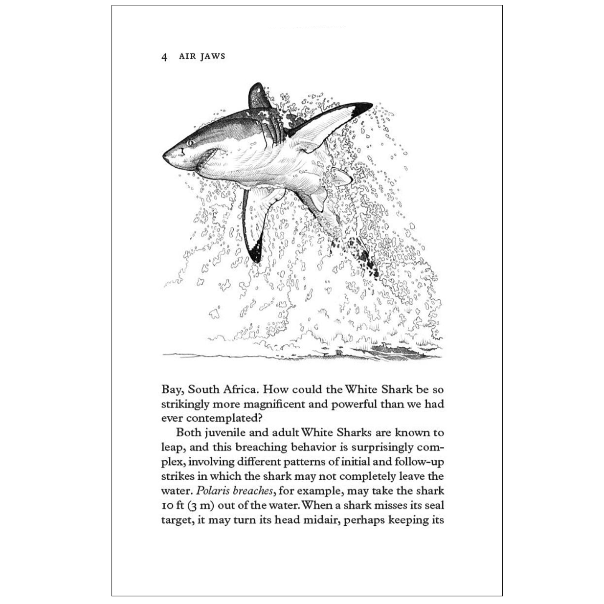 Sharkpedia A Brief Compendium of Shark Lore