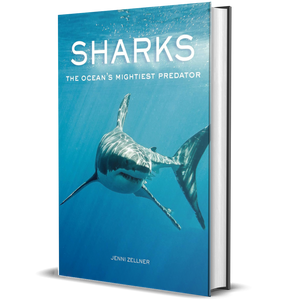 Sharks: The Ocean's Mightiest Predator