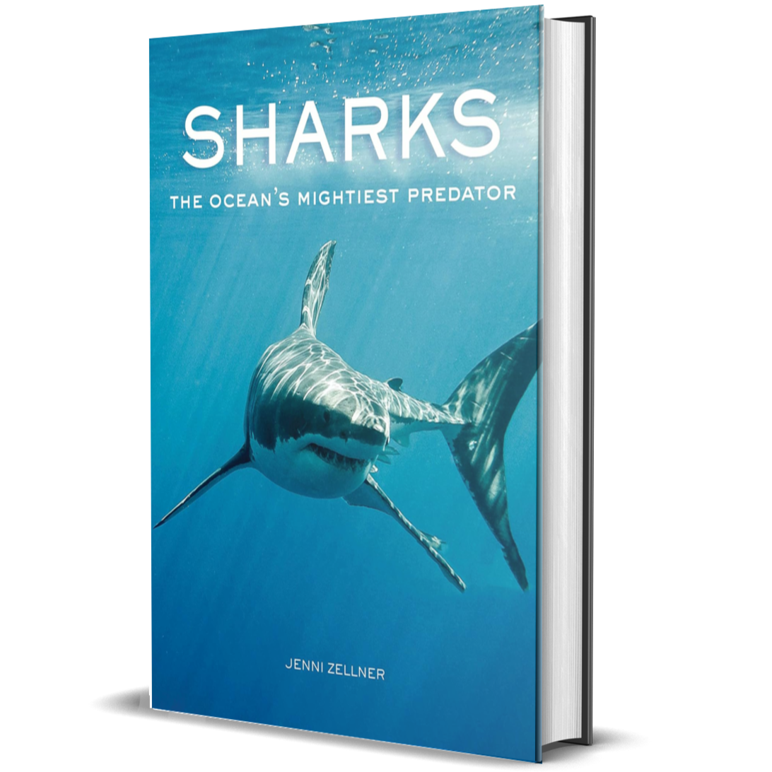 Sharks: The Ocean's Mightiest Predator