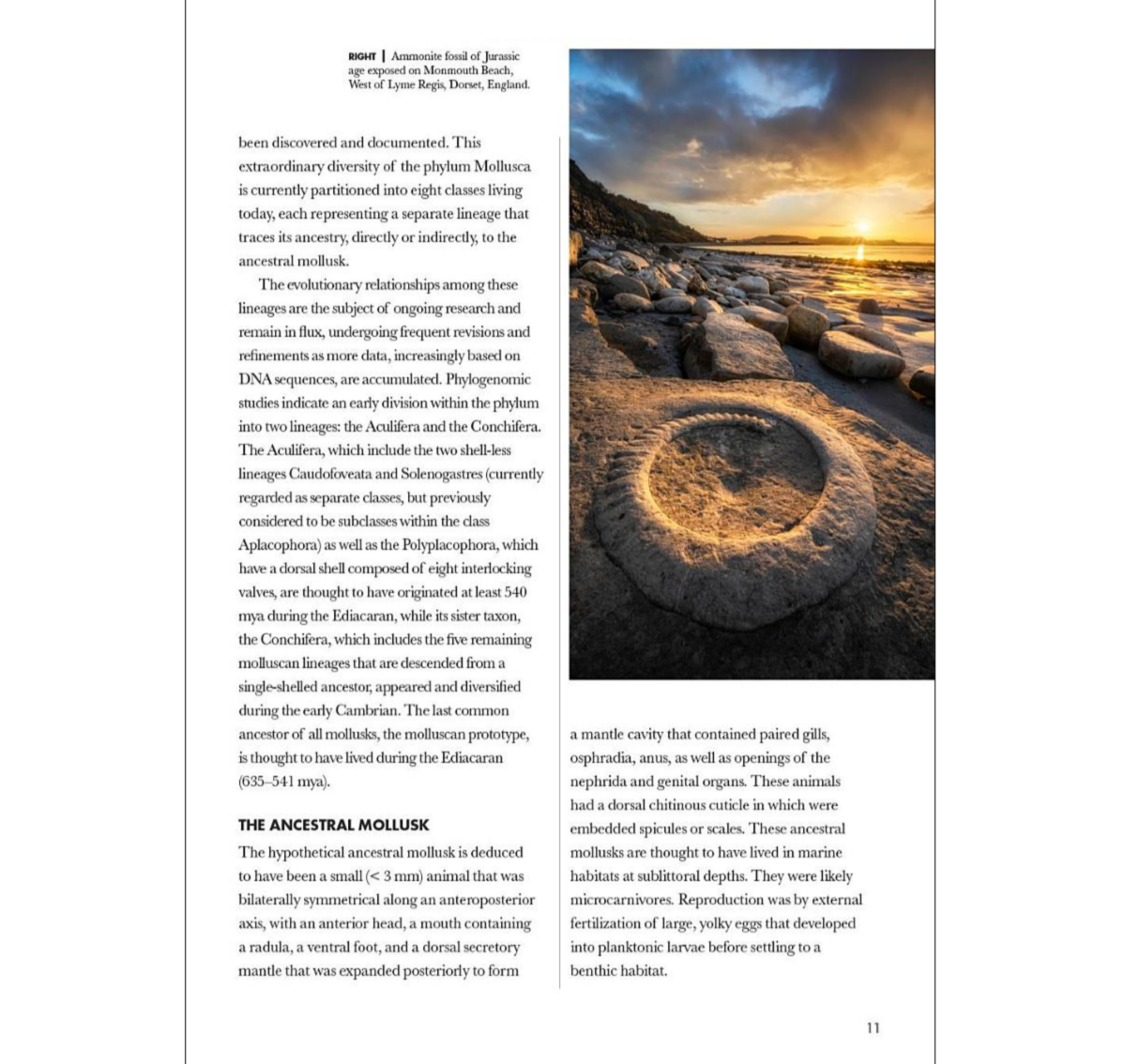 Shells of the World: A Natural History