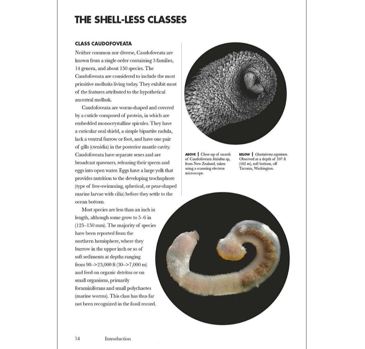 Shells of the World: A Natural History